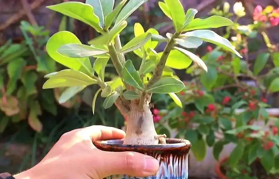 沙漠玫瑰換盆後要什麼時候澆水