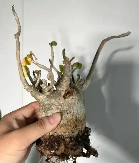 沙漠玫瑰換盆後要什麼時候澆水