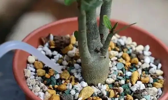 沙漠玫瑰換盆後要什麼時候澆水
