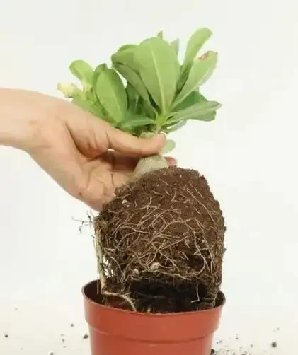 沙漠玫瑰換盆後要什麼時候澆水