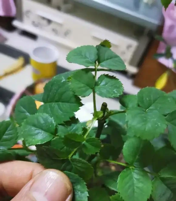 玫瑰花怎麼剪?要麼春剪,要麼冬剪,1年剪1次就夠了
