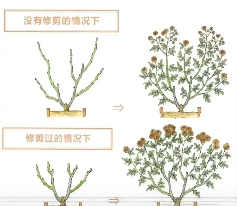 玫瑰花怎麼剪?要麼春剪,要麼冬剪,1年剪1次就夠了
