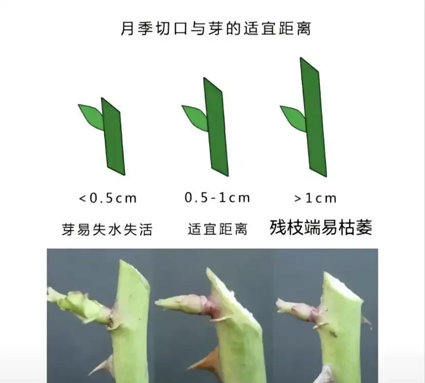 玫瑰花怎麼剪?要麼春剪,要麼冬剪,1年剪1次就夠了
