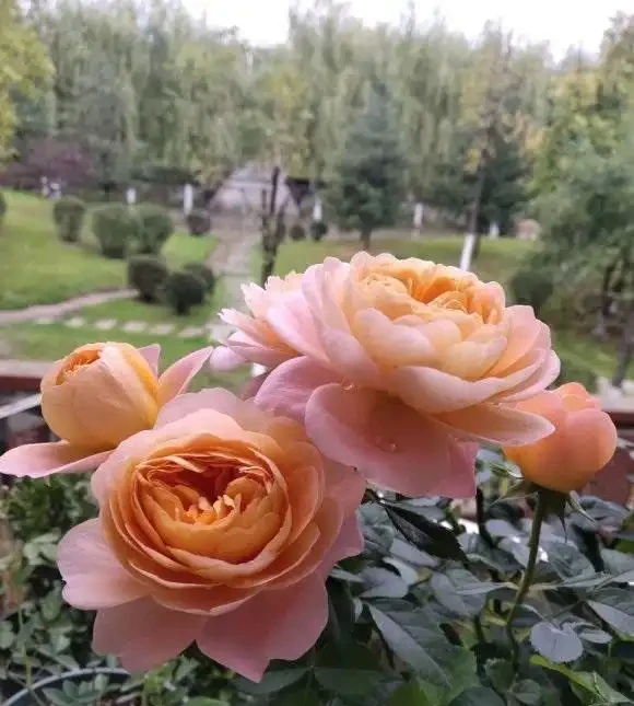 玫瑰花怎麼剪?要麼春剪,要麼冬剪,1年剪1次就夠了