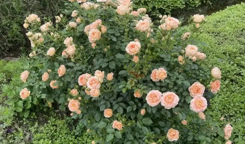 玫瑰花怎麼剪?要麼春剪,要麼冬剪,1年剪1次就夠了