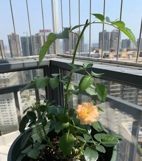 玫瑰花怎麼剪?要麼春剪,要麼冬剪,1年剪1次就夠了