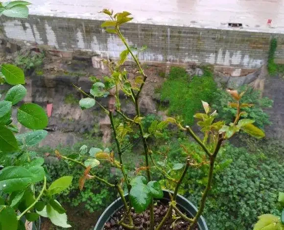 玫瑰花怎麼剪?要麼春剪,要麼冬剪,1年剪1次就夠了