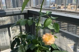 玫瑰花怎麼剪？要麼春剪，要麼冬剪，1年剪1次就夠了