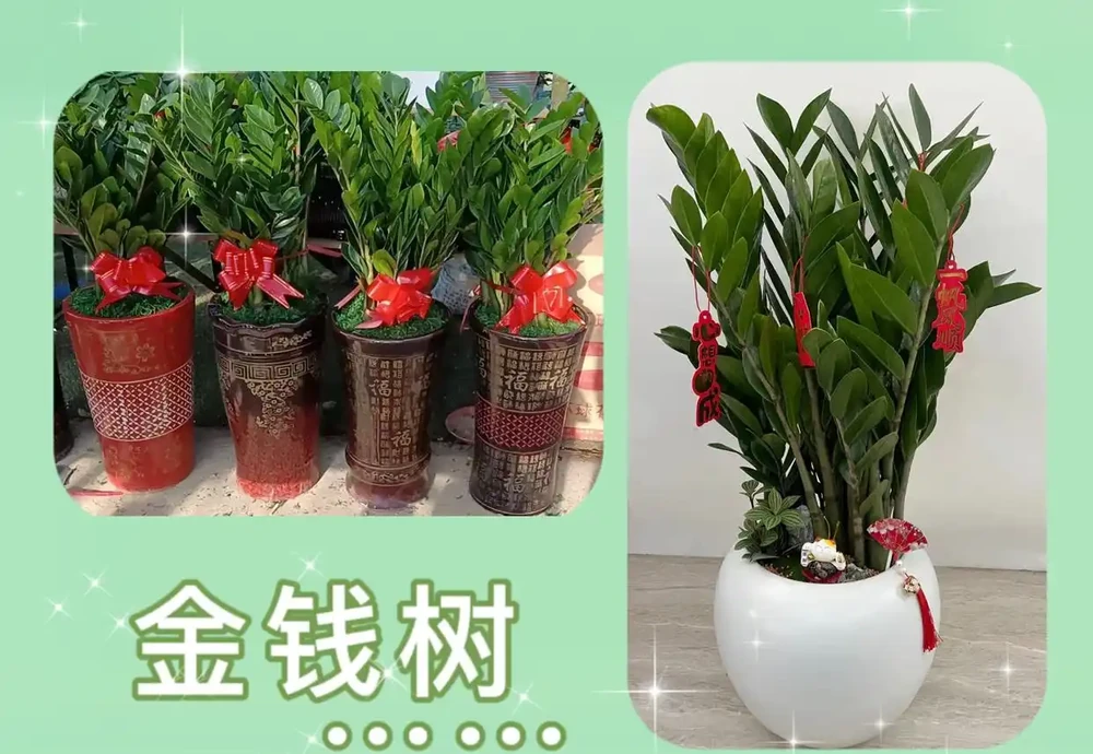 雪鐵芋腐根怎麼辦?