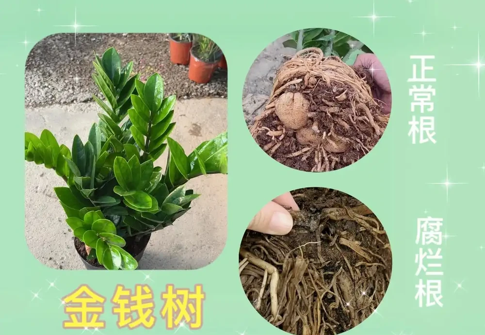 雪鐵芋腐根怎麼辦?