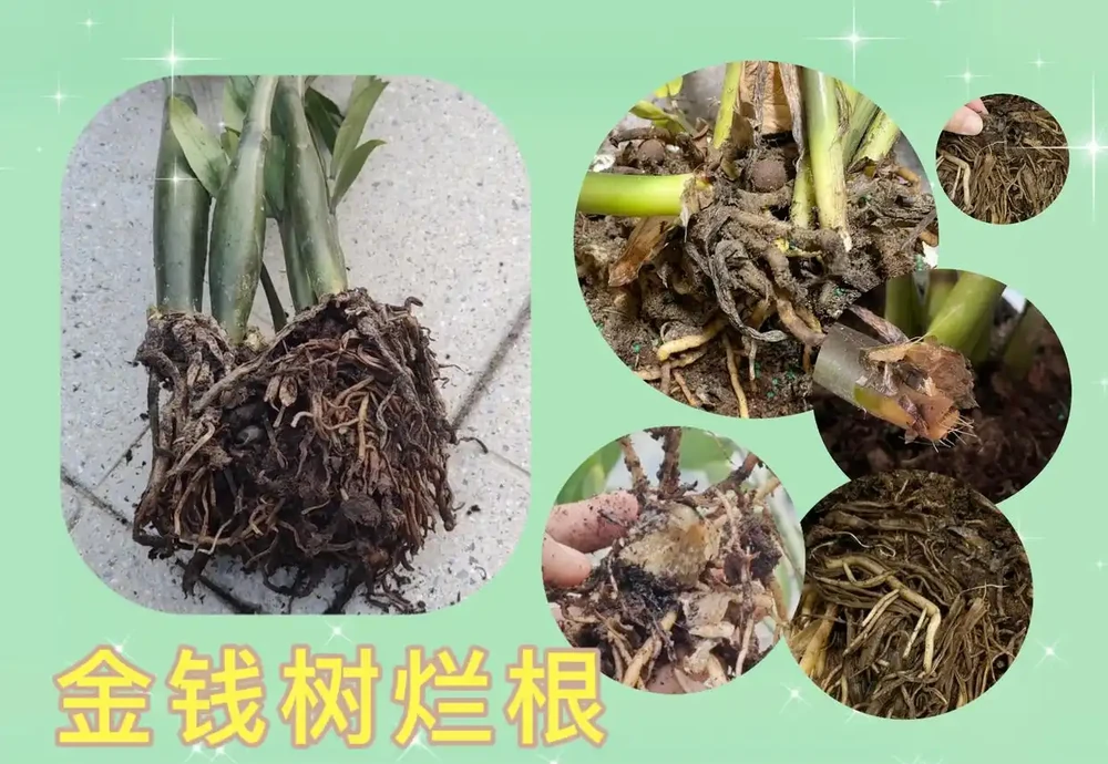 雪鐵芋腐根怎麼辦?