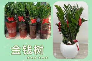 雪鐵芋腐根怎麼辦？