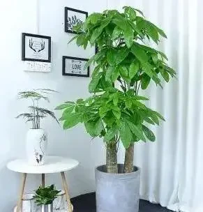發財樹能放在臥室裡嗎?有毒嗎?