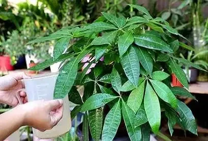 發財樹能放在臥室裡嗎?有毒嗎?