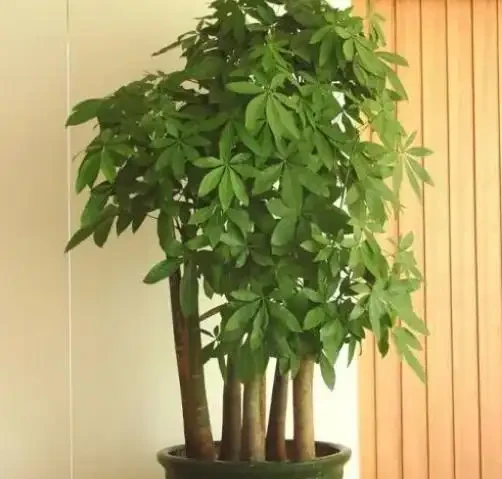 發財樹能放在臥室裡嗎?有毒嗎?