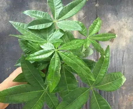 發財樹能放在臥室裡嗎?有毒嗎?