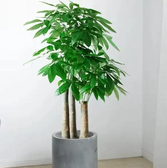 發財樹能放在臥室裡嗎?有毒嗎?