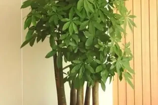 發財樹能放在臥室裡嗎？有毒嗎？