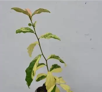 金彈子葉片發黃發黑怎麼回事？如何拯救？