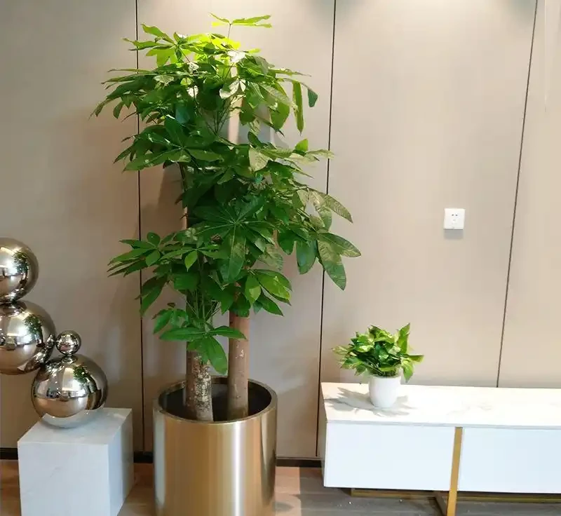 發財樹有「6怕」,避開不黃葉不腐根,長得旺,養人又吉利
