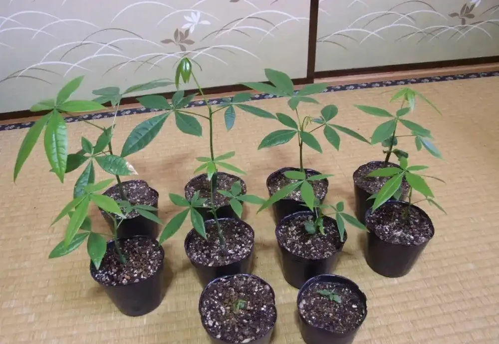 發財樹有「6怕」，避開不黃葉不腐根，長得旺，養人又吉利