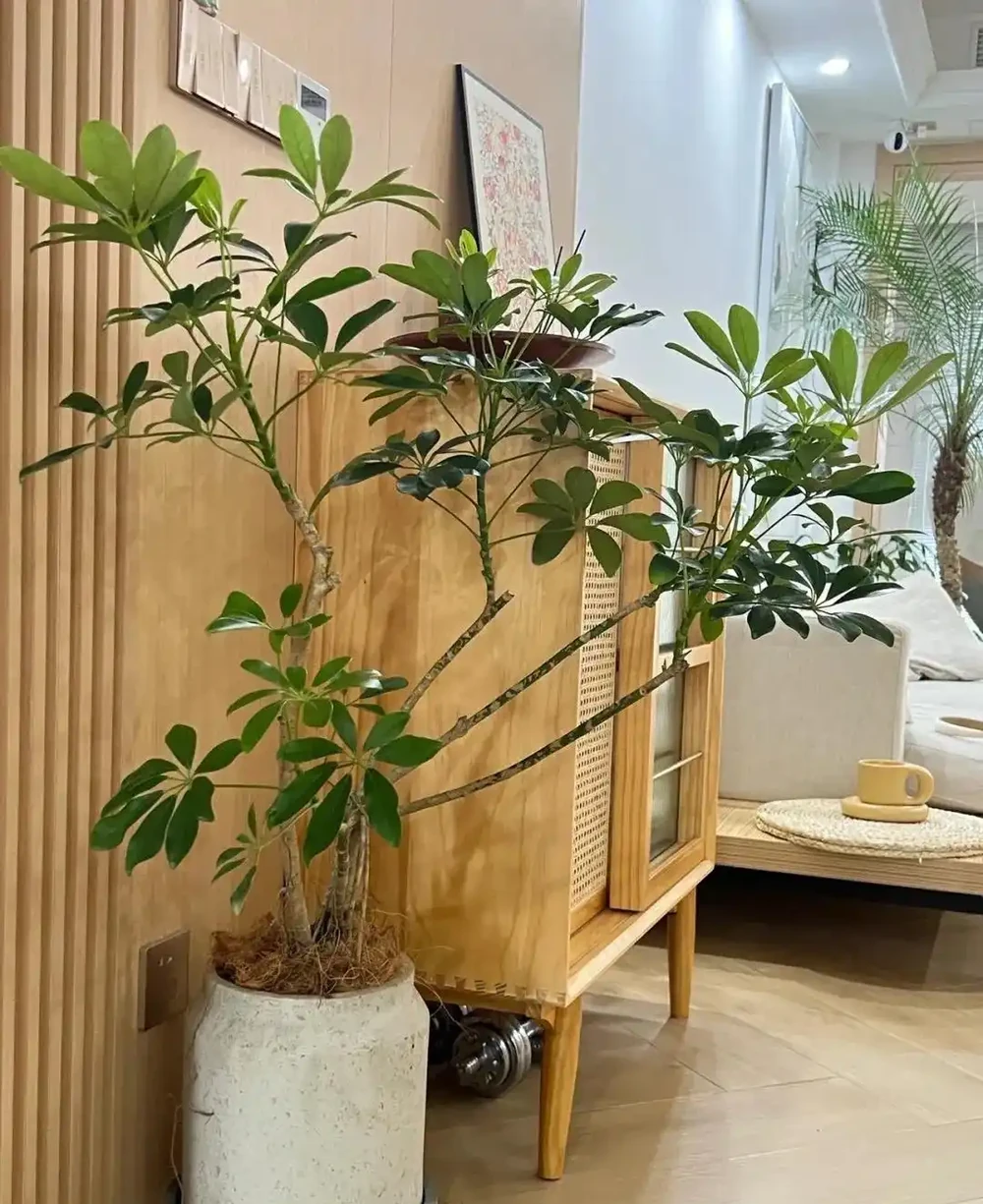 春季養一盆「招財樹」,放家中,財運到,長勢旺,放客廳陽臺都美