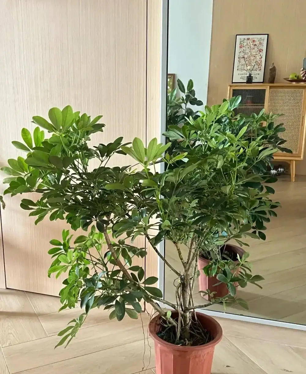 春季養一盆「招財樹」,放家中,財運到,長勢旺,放客廳陽臺都美