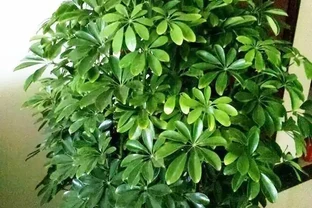 春季養一盆「招財樹」，放家中，財運到，長勢旺，放客廳陽臺都美