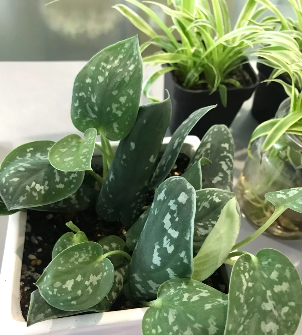 家裡養「2種耐陰花」,比黃金葛好看且易養,還能改善空氣