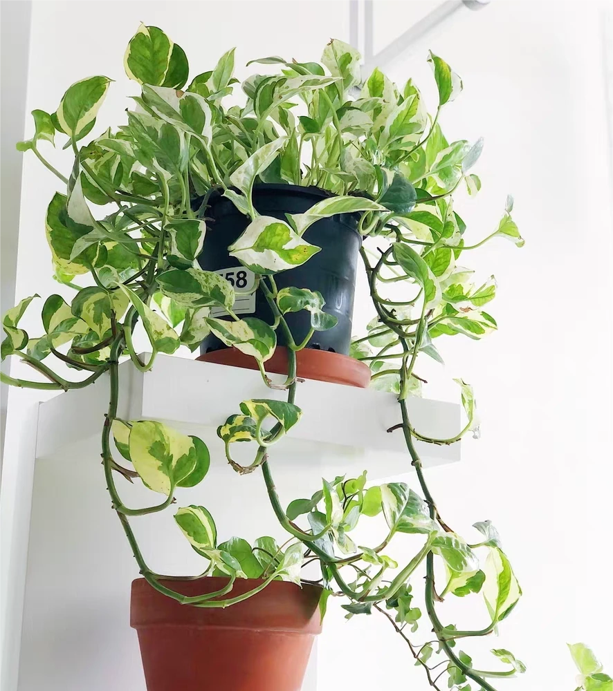 家裡養「2種耐陰花」,比黃金葛好看且易養,還能改善空氣