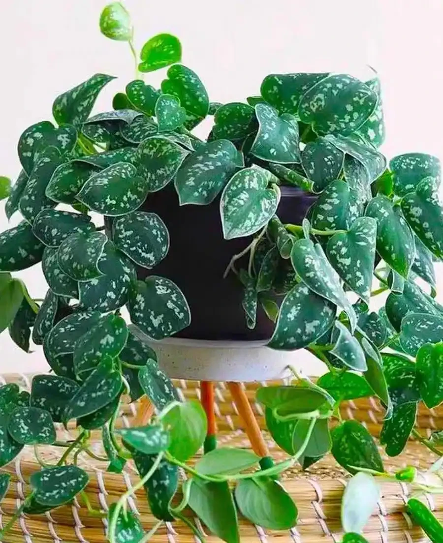 家裡養「2種耐陰花」,比黃金葛好看且易養,還能改善空氣