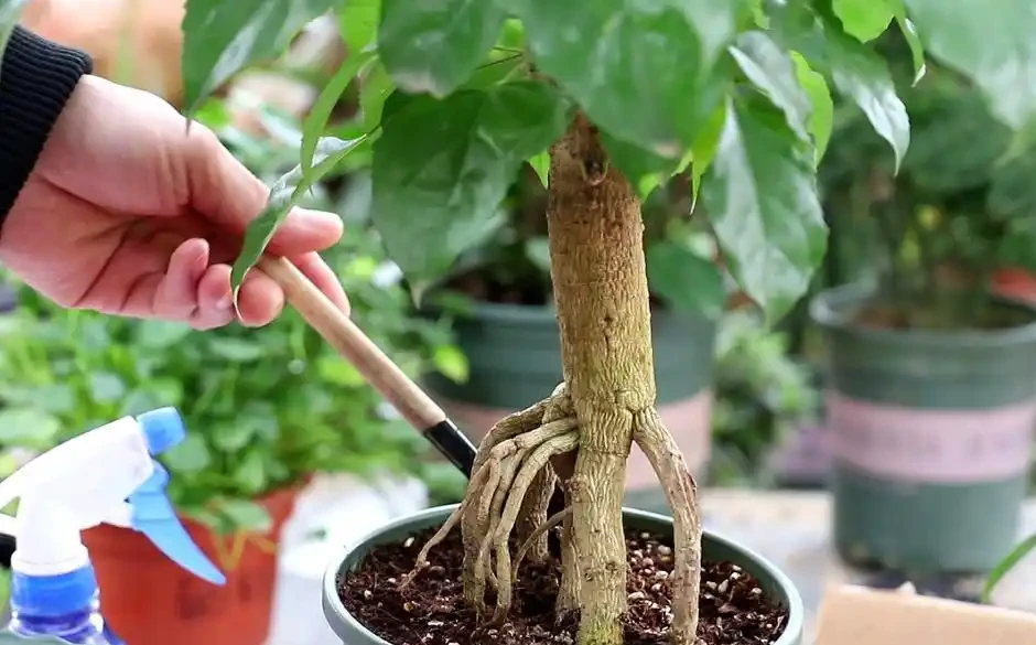 幸福樹怕陽光直射嗎