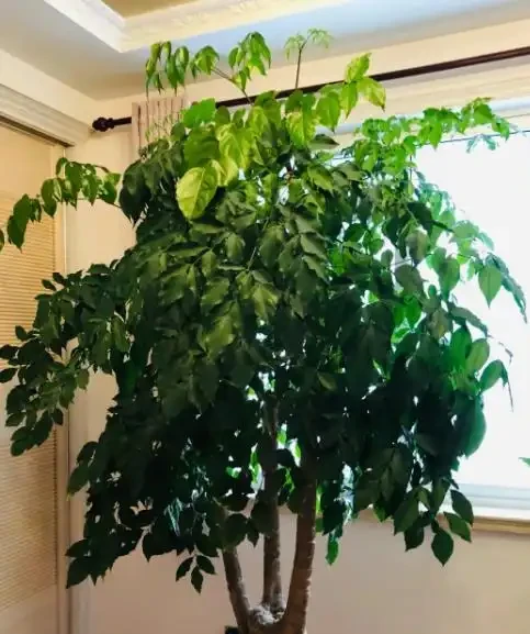 幸福樹怕陽光直射嗎