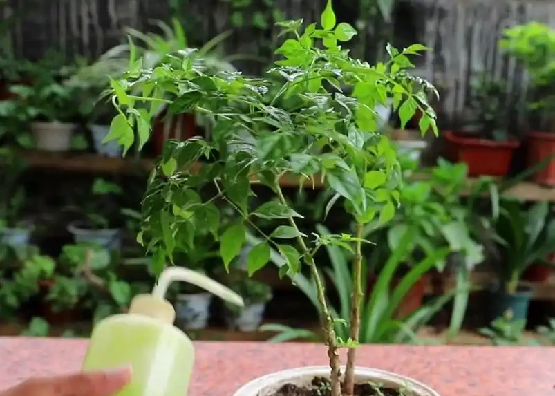 幸福樹怕陽光直射嗎