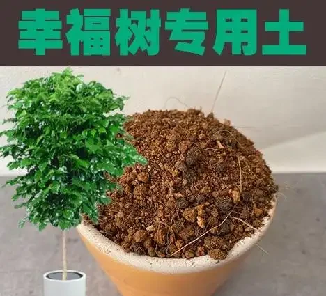 幸福樹怕陽光直射嗎