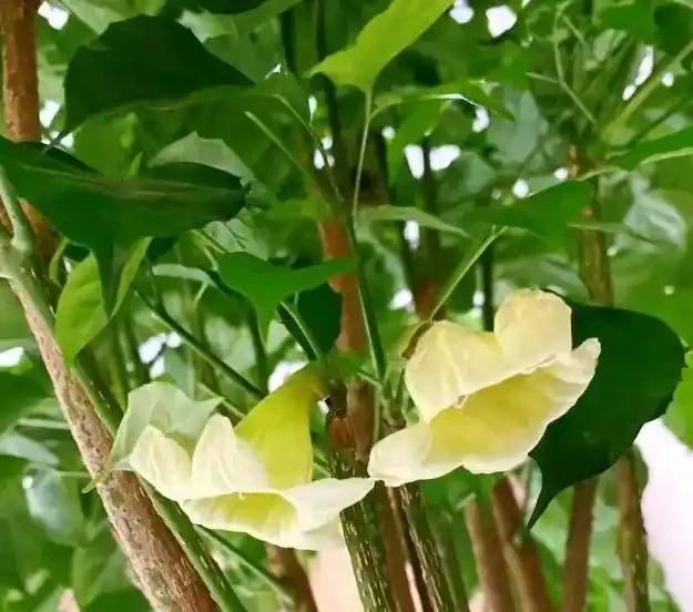 幸福樹怕陽光直射嗎