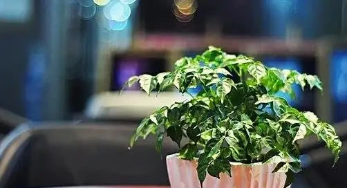 幸福樹怕陽光直射嗎