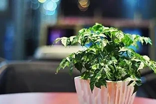 幸福樹怕陽光直射嗎