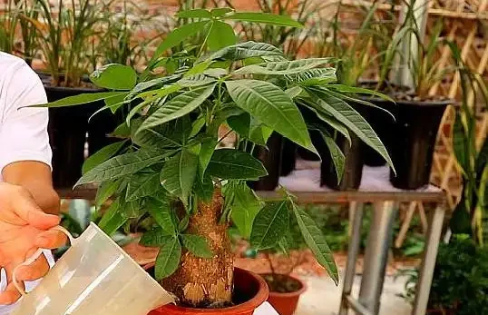 發財樹掉葉子一碰就掉,如何處理?