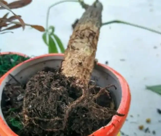 發財樹掉葉子一碰就掉,如何處理?
