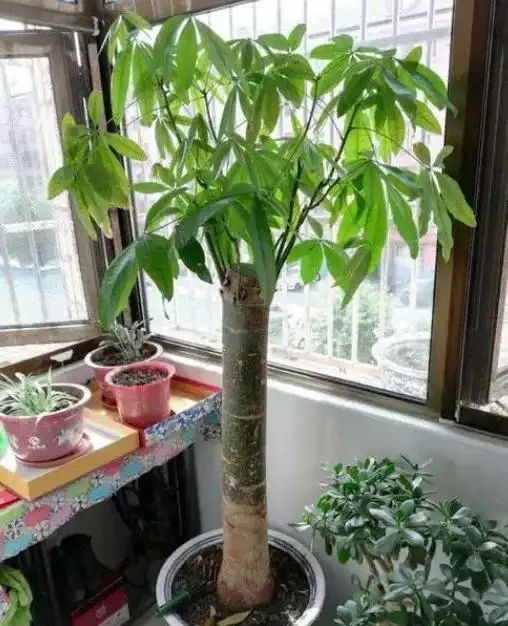 發財樹掉葉子一碰就掉,如何處理?
