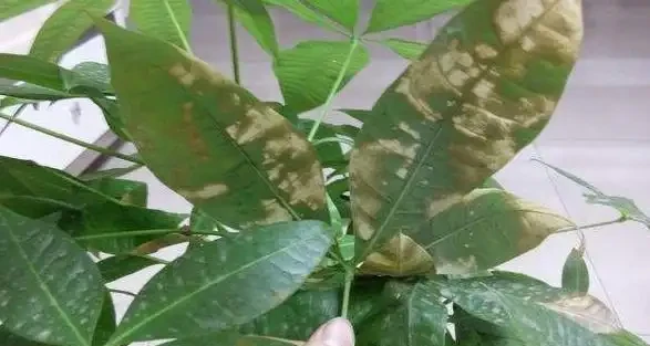 發財樹掉葉子一碰就掉,如何處理?