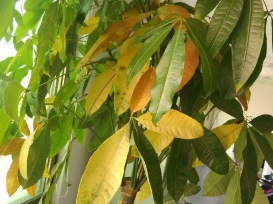 發財樹掉葉子一碰就掉,如何處理?