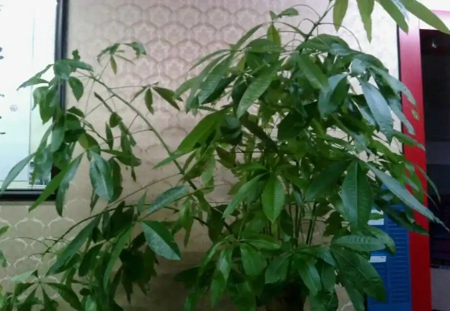 發財樹掉葉子一碰就掉,如何處理?