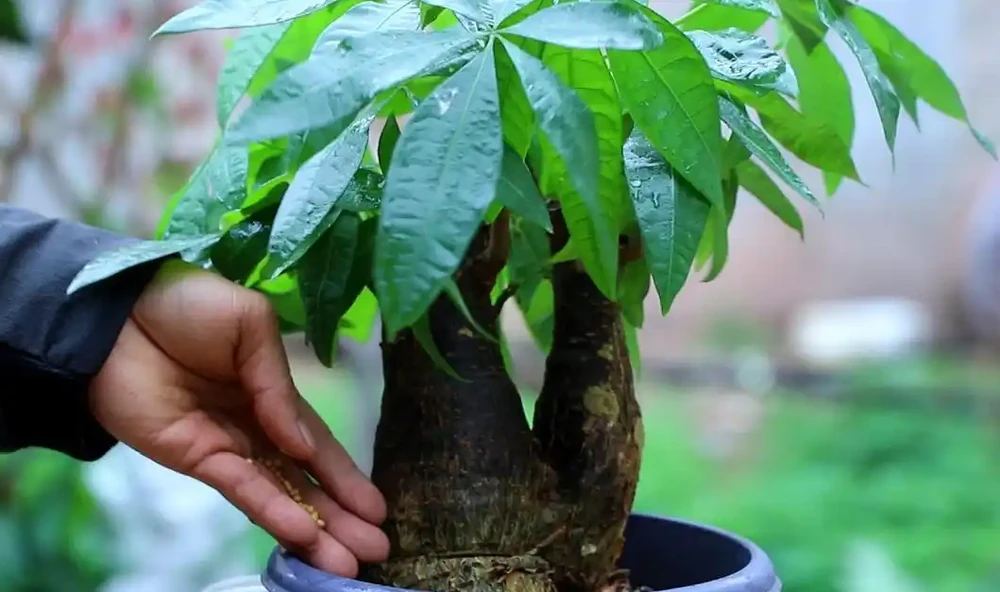 發財樹掉葉子一碰就掉,如何處理?
