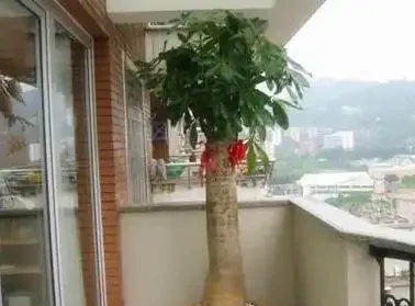 發財樹掉葉子一碰就掉,如何處理?