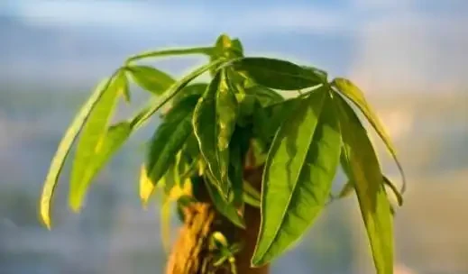 發財樹掉葉子一碰就掉,如何處理?