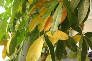 發財樹掉葉子一碰就掉，如何處理？