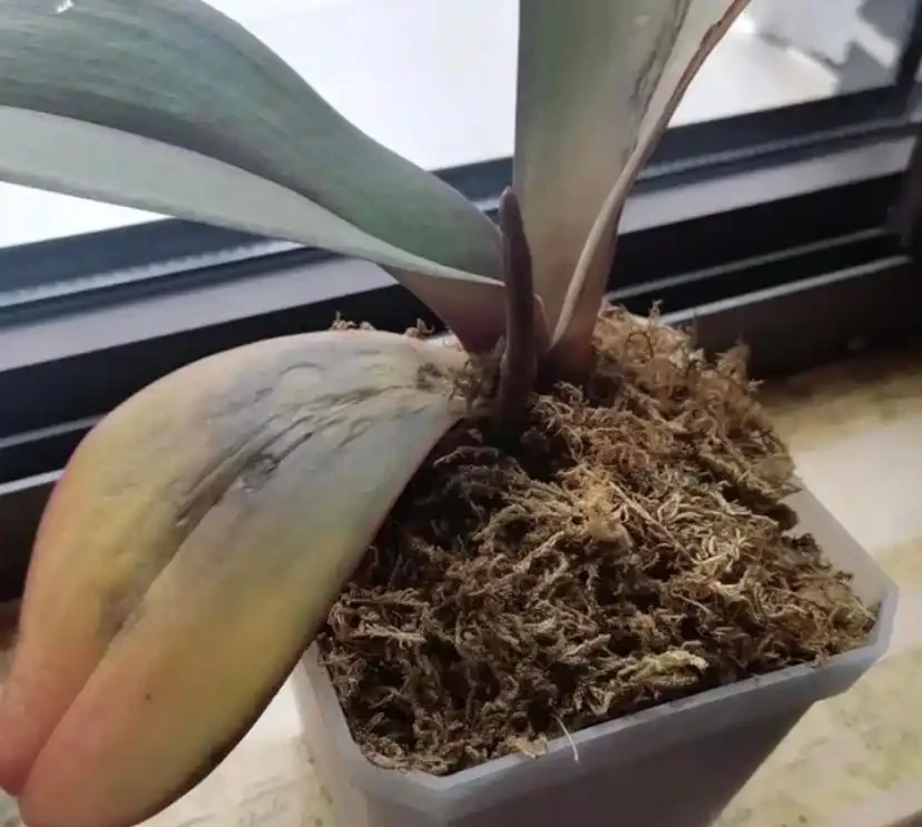 室內養蝴蝶蘭，哪種植料最好？顆粒最實用，根系長的粗壯！