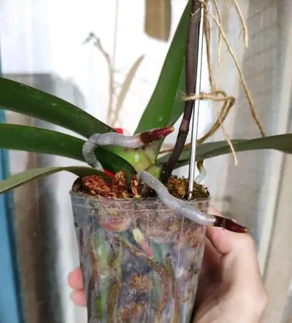 室內養蝴蝶蘭，哪種植料最好？顆粒最實用，根系長的粗壯！